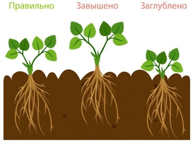 Корневая шейка у клубники