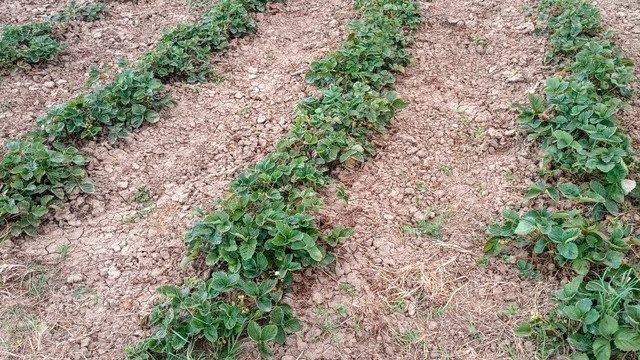 Чем подкормить клубнику осенью: удобрения после обрезки, для увеличения урожая