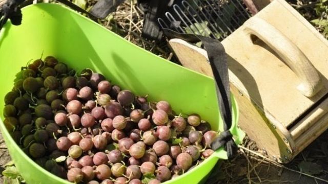 Когда созревает крыжовник: сезон сбора ягод в Подмосковье и других регионах