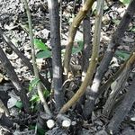 Крыжовник Грушенька: описание и выращивание