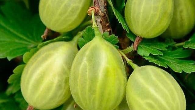 Вкусный, крупный и богатый на урожай сорт крыжовника «Уральский виноград»