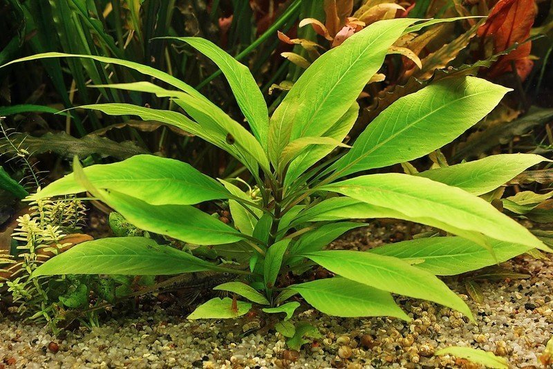 Аквариумное растение эхинодорус