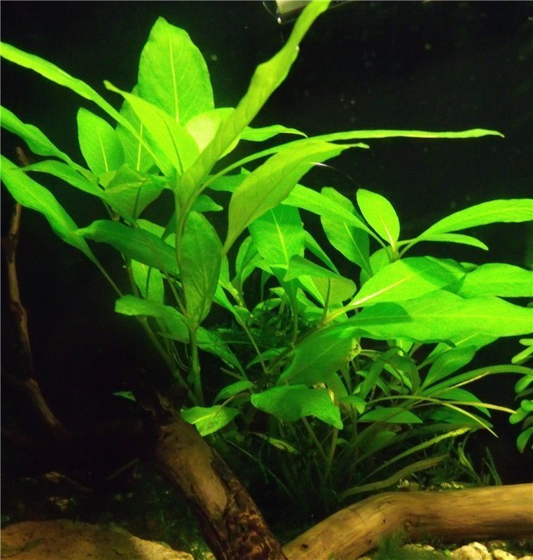 Гигрофила аквариумное растение