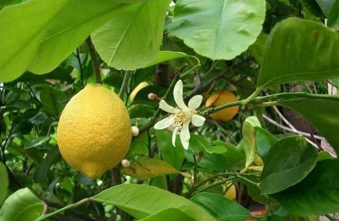 Citrus aurantium лист