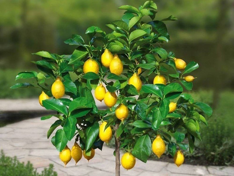 Цитрус лимон растение