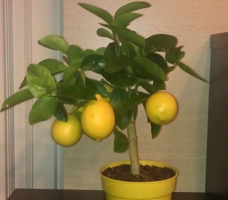Дерево лимона и мандарина