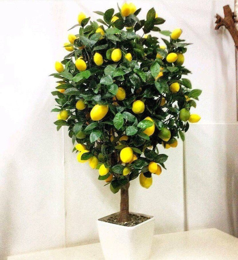 Искусственное дерево лимон