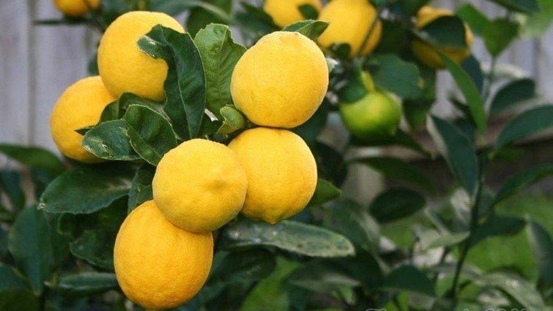 Лимон сорт новогрузинский