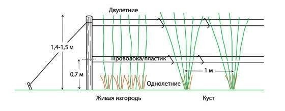 Подвязка малины на шпалере схема