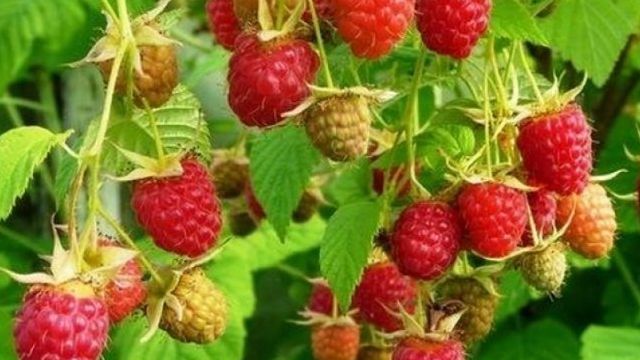 Малина Новость Кузьмина: описание проверенного временем сорта ягоды, отзывы и особенности выращивания