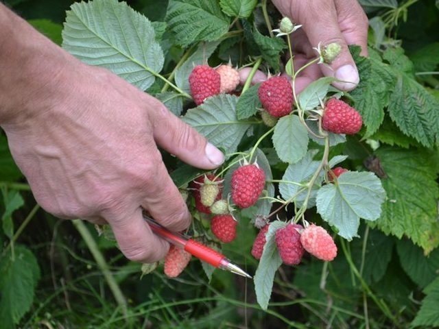 Ветка с ягодами малины Каскад Делайт