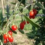 Особенности выращивания ягоды годжи в открытом грунте