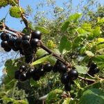 Черная смородина Пигмей: отзывы, фото, описание крупноплодного сорта