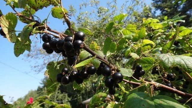 Черная смородина Пигмей: отзывы, фото, описание крупноплодного сорта