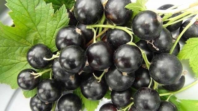 Поздний, крупноплодный сорт чёрной смородины Перун