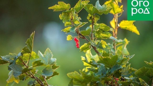 Почему мельчают ягоды смородины