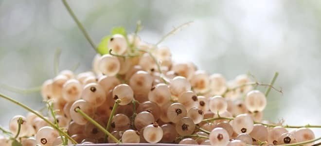 Белая смородина версальская мелкие ягоды