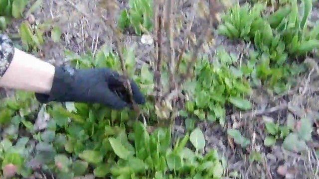 Черная смородина: размножение черенками весной, уход за саженцами