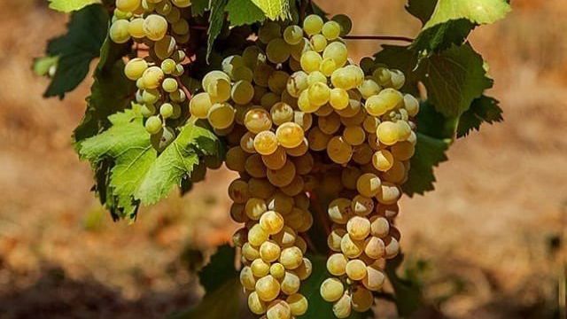Технические сорта винограда: что это значит, характеристики и описание самых лучших, старинные, как выбрать сорт, топ