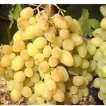 Характеристика сорта винограда «долгожданный»