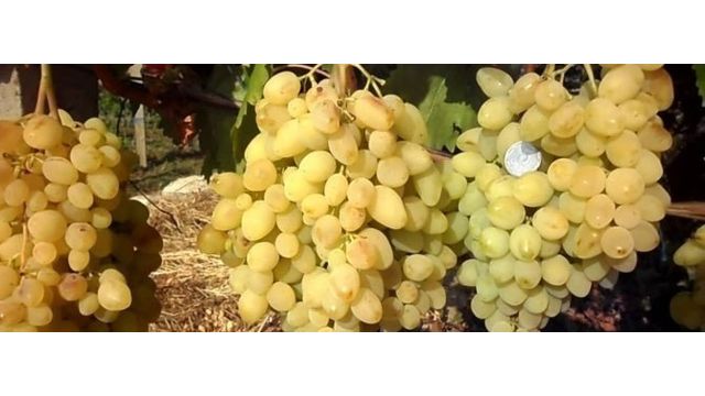 Виноград «долгожданный»