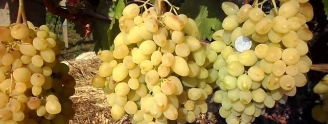 Виноград кишмиш долгожданный