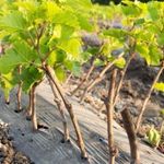 Как выращивать виноград в Подмосковье, Москве и Московской области