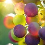 Как высаживать виноград саженцами весной