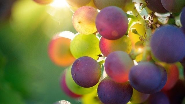Как высаживать виноград саженцами весной