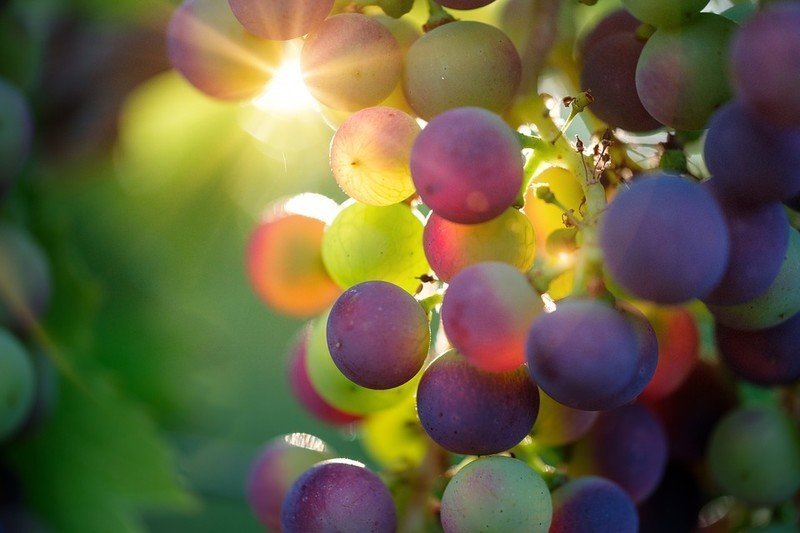 Радужный виноград