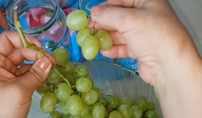 Виноград кишмиш гроздь