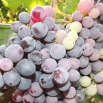 Описание сорта винограда Чёрный восторг