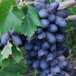 Описание сорта винограда Ромбик