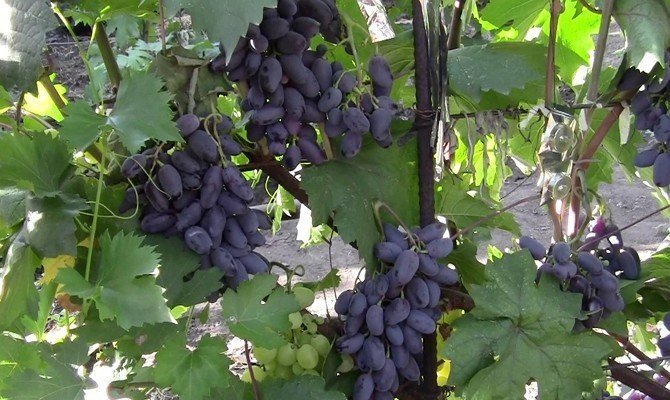 Сорт винограда байконур