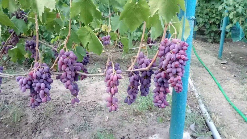 Виноград плодовый байконур