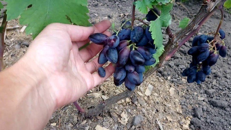 Виноград плодовый кодрянка