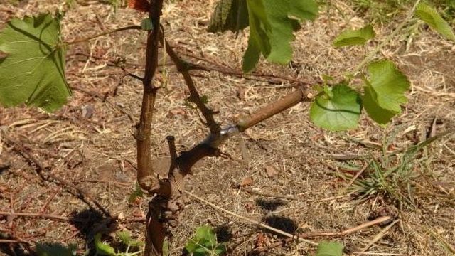 Описание винограда сорта Молдова, его польза, калорийность и возможный вред от употребления