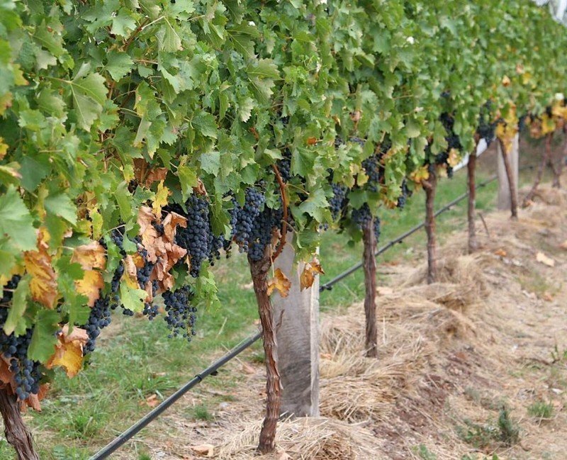Виноград на соломе