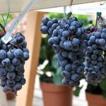 Посадка и выращивание винограда на Урале для новичков