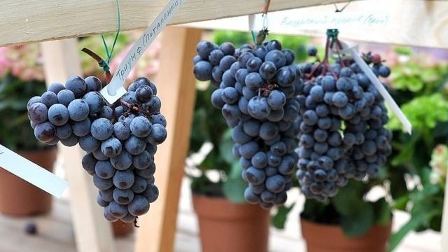 Виноград на Урале: особенности выращивания, подходящие сорта