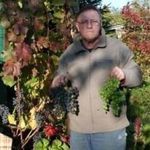 Посадка винограда осенью в Ленинградской области