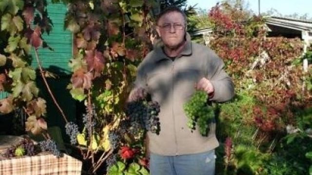 Посадка винограда осенью в Ленинградской области