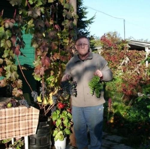 Сергей садов виноградарь в лен обл