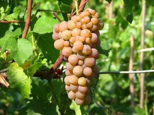 Виноград плодовый платовский