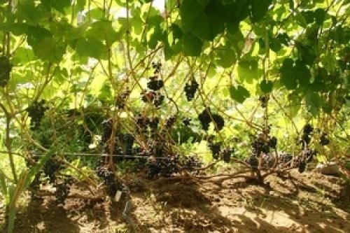 Виноградная лоза в ленобласти