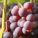 Правила высадки и выращивания винограда в Сибири