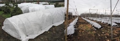 Укрытие винограда в подмосковье на зиму спанбондом