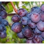 Сорт клубники виноград фото и описание