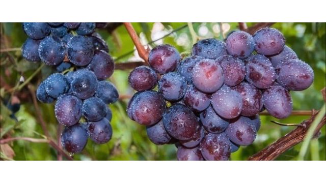 Сорт клубники виноград фото и описание