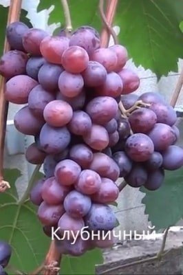 Сорт винограда клубничный